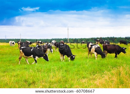 Squad of Cute Cows