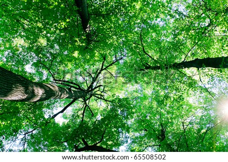 Green Wallpaper Forest