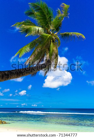 palm wallpaper. stock photo : Beach Palm Wallpaper