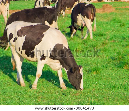 Animals View Cows