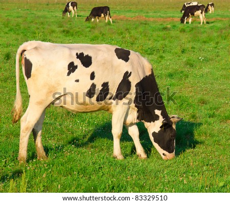 Cows Village Grazing