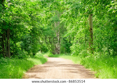 Woods Landscape Scene Green Wallpaper