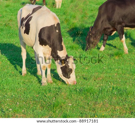 Village On a meadow Cows