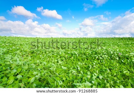 Grass Area Natural Beauty Country Meadow