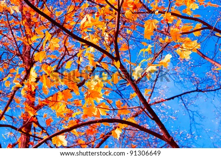 Fall Wallpaper Sunlit Foliage