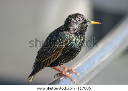 Common Starling (Sturnus vulgaris), winter plumage