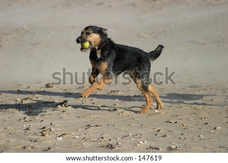 Cross-breed dog running on beach