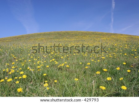 Rolling grassy pasture with wild dandelions