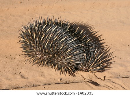 porcupine echidna