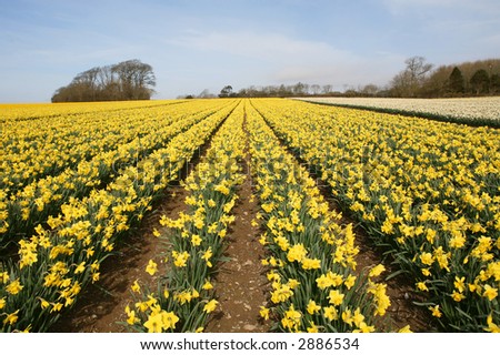 Daffodils Cornwall