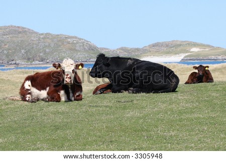 Cattle on the machair, Isle of Lewis, Outer Hebrides