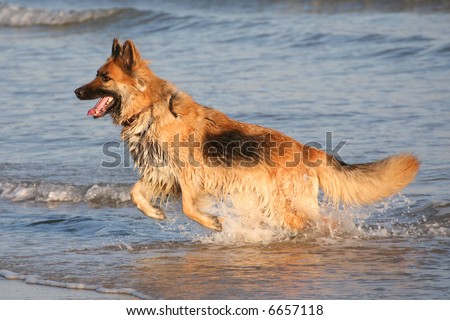 Alsatian dog leaping from the sea
