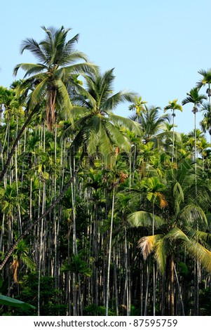 Palm forest in South India.