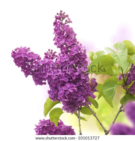 lilac flowers in spring - border of a page, purple and green colors
