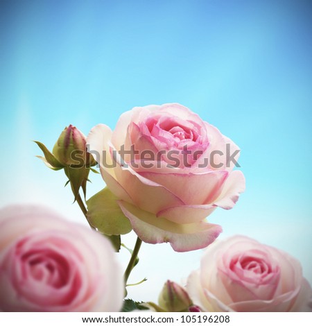 close up of a rosebush or rose tree with blue sky, roses are pink and green. with one bud