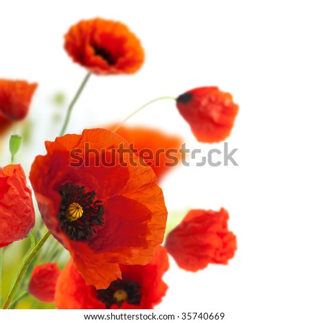 red poppies isolated on a white background in the corner of a page - Floral border - flower decoration