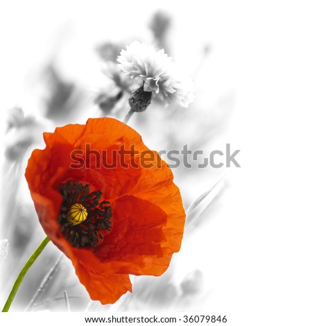 red poppies on a grey background