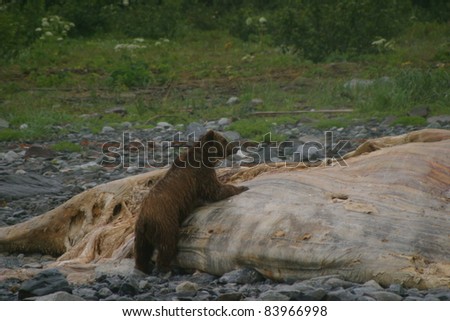 Grizzly Bear Standing on Whale carcass