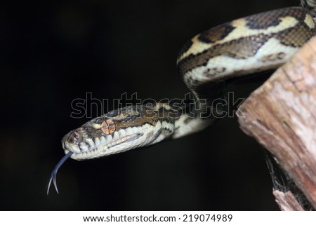 Australian Coastal Carpet Python (Morelia spilota mcdowelli) flicking tongue.