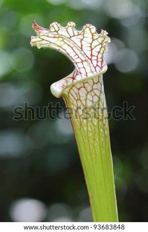 Single White Pitcher Plant (Sarracenia leucophylla - red vein form). A carnivorous plant native to the United States of America.