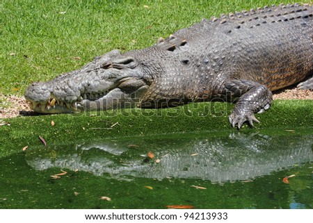 Large salt water crocodile (Crocodylus porosus) sitting on edge of water in captivity.