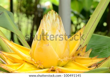 The banana yellow banana blossom