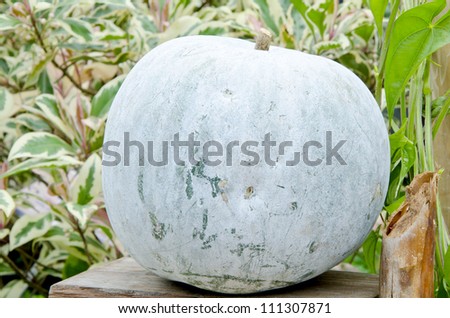 winter melon (Benincasa hispida).