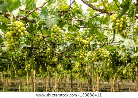 Green vineyards. District insurance. Samut Sakhon Province, Thailand.