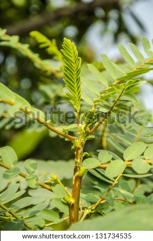 Hummingbird tree, Butterfly tree, AgatiAgasta, Sesban, Vegetable humming bird(Sesbania grandiflora (L.) Desv. )