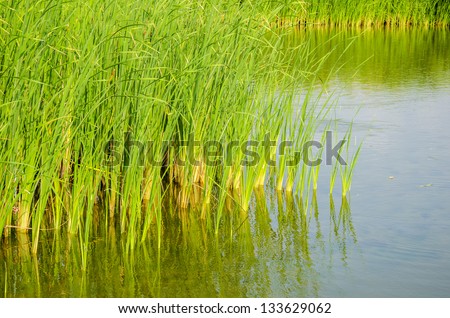 Cat-tail, Elephant grass, Lesser reedmace, Narrow-leaved Cat-tail (Typha angustifolia L.)Typhaceae