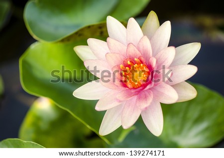 Pink lotus flowers and leaves.
