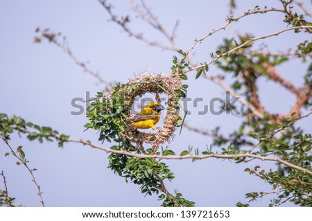 Asian Golden Weaver (Ploceus hypoxanthus) male will be the one to start building a nest and place. Prior to the suction socket. On female satisfaction and will continue until completion of the nest.