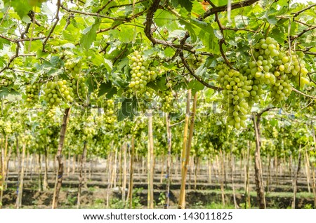 Green vineyards. District insurance. Samut Sakhon Province, Thailand.