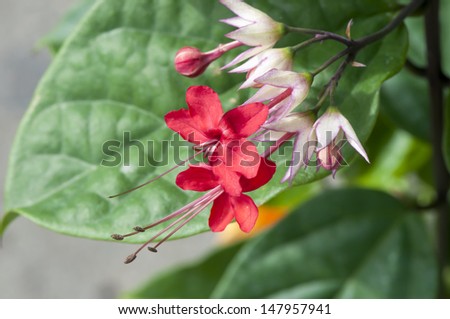 Java Glory Bean (Clerodendrum x speciosum Ryombr.).