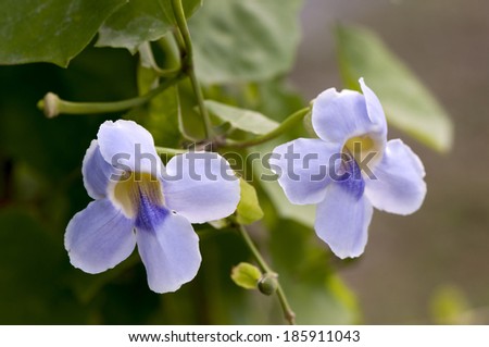 beautiful blue purple soft nice flower of Laurel clock vine, Blue trumpet vine, Thunbergia laurifolia cold herbs in Thailand