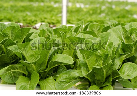 Cos Lettuce, Romaine Lettuce