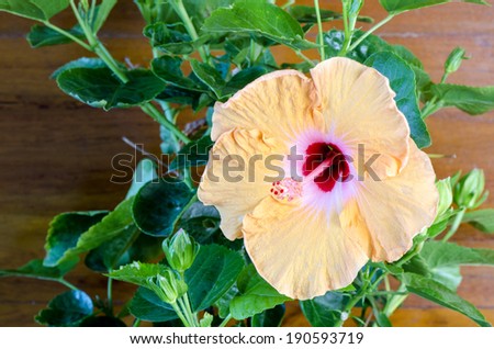 Chinese Rose, Rosa mallow (Hibiscus rosa-sinensis L.).