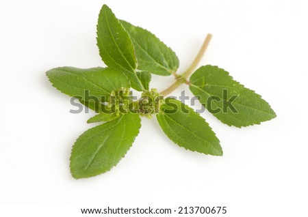 Garden Spurge (Euphorbia hirta L.) Herbal warts treatment groups.