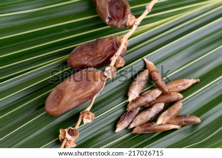 Seeds and Date Palm (Phoenix dactylifera) on the coconut leaves