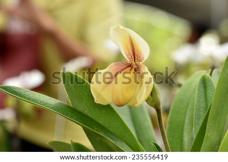 Orchids in tropical areas. Lady\'s slipper orchid or Paphiopedilum Callosum