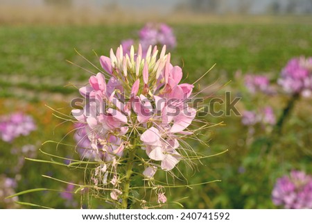 Cleome hassleriana or spider flower or spider plant in the garden.