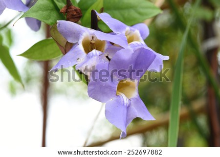 Laurel clock vine, Blue trumpet vine flowers, medicinal herbs of Thailand.