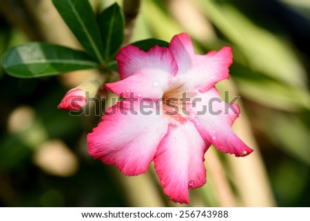 Pink Desert Rose or Impala Lily or Mock Azalea flower