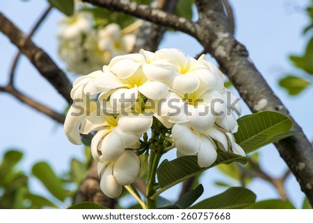 White and yellow Plumeria spp. (frangipani flowers, Frangipani, Pagoda tree or Temple tree) on bright sunlight.