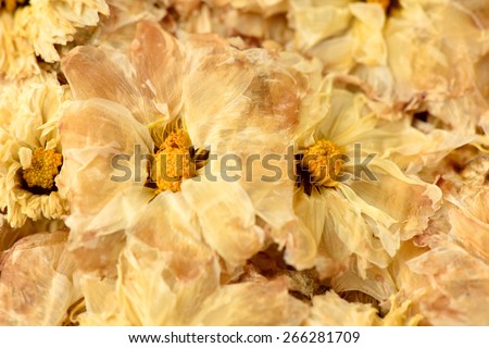 Yellow Chrysanthemum Flower Tea