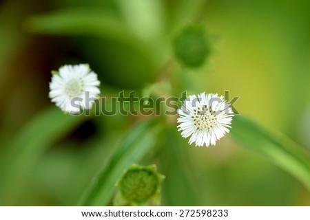 false daisy, white-head plants of Thailand has been used in the treatment of disease.