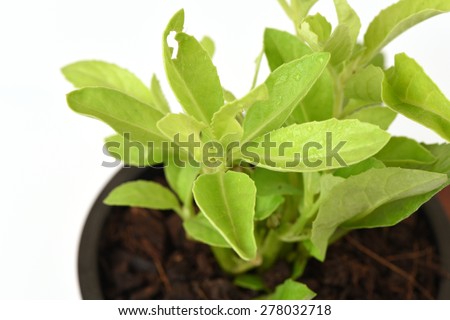 Gynura procumbens, leaves fresh blood sugar control.