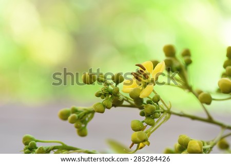 Cassod tree, Thai copper pod (Senna siamea (Lam.) Irwin & Barneby), vegetables, Thai herbs has medicinal properties.