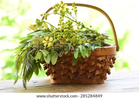 Cassod tree, Thai copper pod (Senna siamea (Lam.) Irwin & Barneby), vegetables, Thai herbs has medicinal properties.