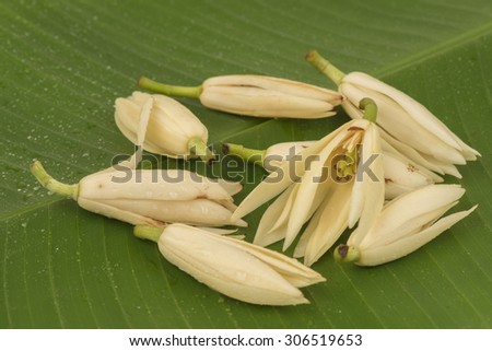 White Champaka Flowers on a background of green banana leaf, medicinal properties